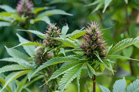 Ilustrácia rastliny Cannabis Sativa