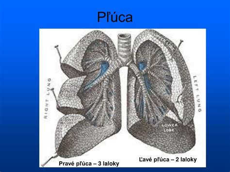 Ilustrácia ľudských pľúc